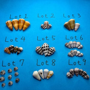 以下が含まれることがあります： Lot 1からLot 9までラベル付けされた、行と列に配置された9つの異なる円錐形の貝殻のグループ。貝殻はサイズ、色、模様が異なり、無地のタン、茶色、白、黒の斑点模様の品種が含まれており、すべて明るい青色の背景に表示されています。