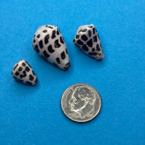 May include: Three cone shells with a white base and black spotted pattern arranged near a silver United States dime coin for scale. The shells have a tapered, conical shape with a smooth, glossy texture and distinct dark markings across the surface.