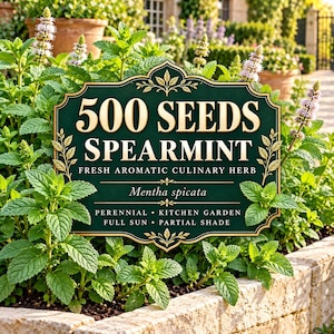 500 Spearmint Seeds, Mentha spicata, Aromatic Culinary Herb (Seeds Only)