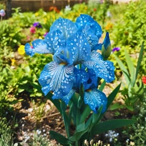 Puede incluir: Primer plano de una vibrante flor de iris azul con motas blancas y patrones de venas intrincados. La flor está en plena floración, mostrando sus delicados pétalos y un toque de amarillo en el centro. El fondo presenta un exuberante jardín.