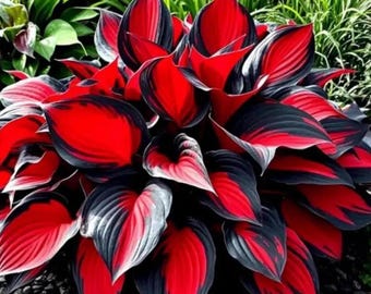 Red Black Hosta 3 Bulbs, Shade Foliage Plant