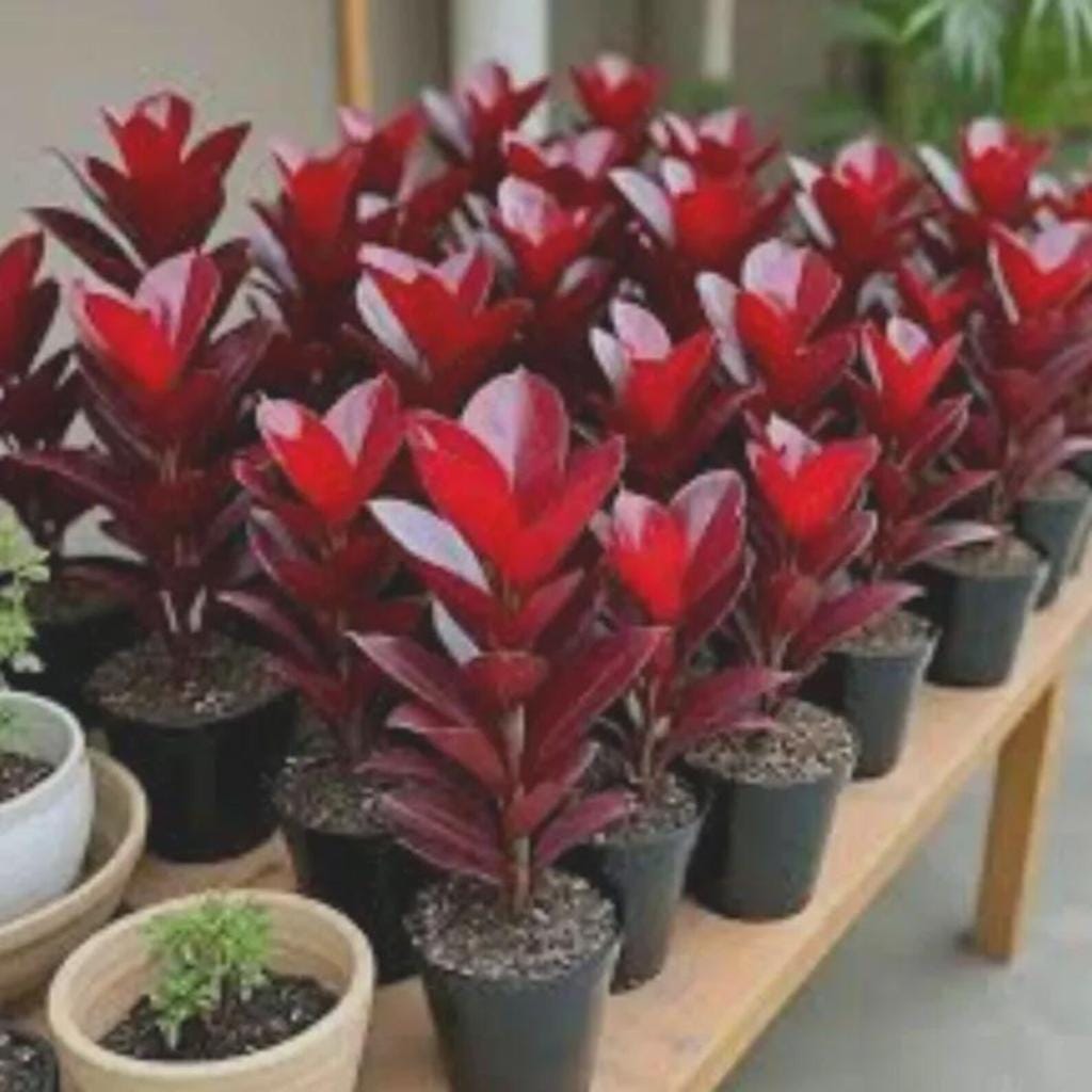 Black zz plant - Etsy 日本