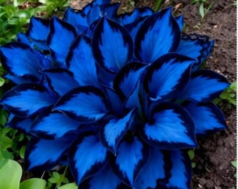 Hosta Bare Roots, Perennial Shade Garden Plant