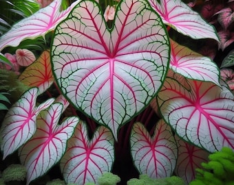 Bulbes de caladium - Plantes vivaces colorées d'ombrage | Feuillage ornemental pour le jardin et la plantation d'intérieur