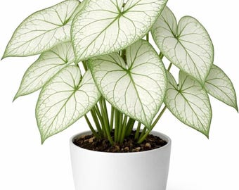 White Caladium Bulbs – Exotic Shade-Loving Tropical Plants for Garden – Rare Decorative Foliage