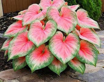 Bulbos de Hosta Rosa | Folhagem perene rara e tolerante à sombra para jardins e vasos