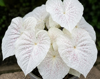 Weisse Caladium Zwiebeln, Engelsflügel Knollen, Seltene Tropische Zimmerpflanzen Laub