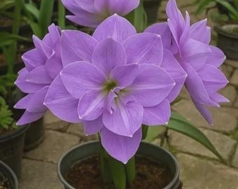 Amaryllis Double Flower Bulbs – Large Purple Indoor/Outdoor Bloom, Perennial  Plants