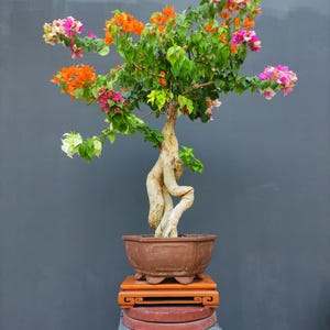 Op de afbeelding: Een bonsai-boom met levendige oranje, roze en witte bloemen. De boom staat in een bruine pot, op een decoratieve houten standaard en een stenen voetstuk. De stam van de boom heeft een gedraaide, artistieke vorm.