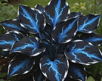 Planta de hosta azul y negra viva / Perenne rara de follaje oscuro, cubresuelos para jardines de sombra