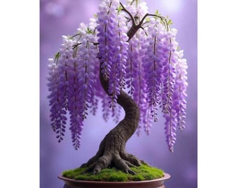 Bonsái de glicina púrpura viva / Flores violetas en cascada, planta para jardín zen