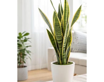 Planta de serpiente Zeylanica viva / Sansevieria en maceta blanca / Planta de interior purificadora de aire