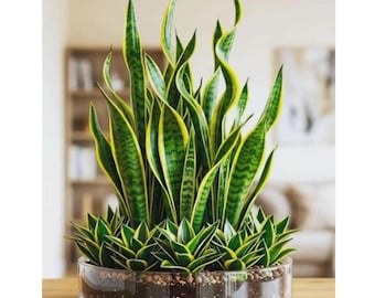 Sansevieria dorada en jarrón de cristal: planta de interior purificadora de aire, decoración de bajo mantenimiento.