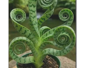 Planta de serpiente viva / Sansevieria Zeylanica, planta de interior purificadora de aire en maceta