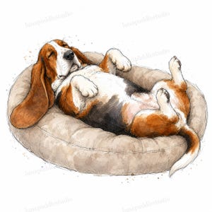 May include: A watercolor illustration of a tricolor Basset Hound dog with long ears sleeping on its back in a round, beige, tufted pet bed. The dog has brown, black, and white fur, with its paws curled upward and eyes closed in a relaxed pose.