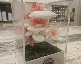 Enchanted Mushroom Garden Jumping Spider Enclosure Pink (4x3x6)