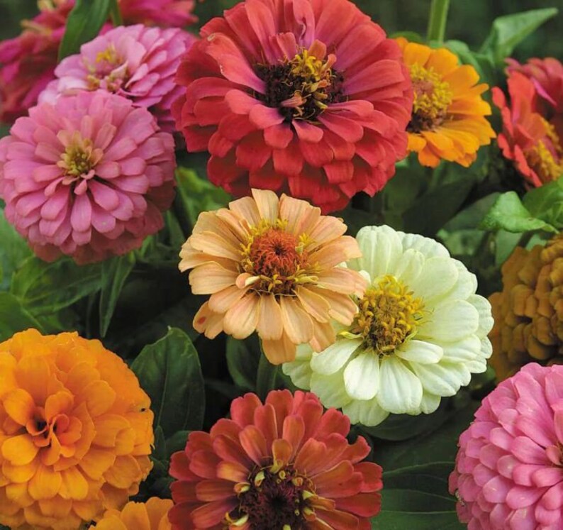 Zinnia State Fair Mix 100 Seeds Etsy