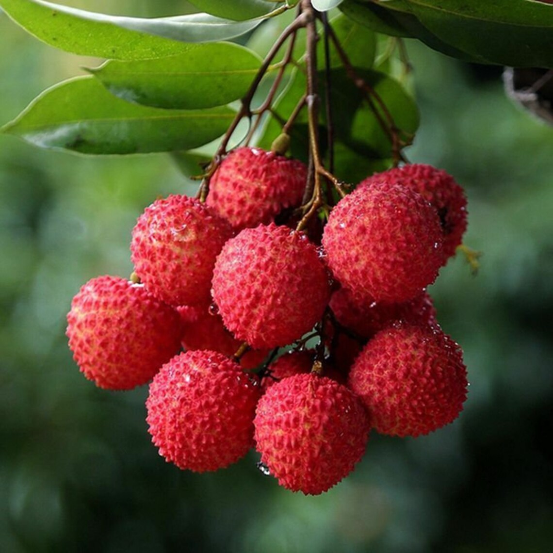 Litchi Seeds Lichee Leechee Seed 10 Seeds Etsy