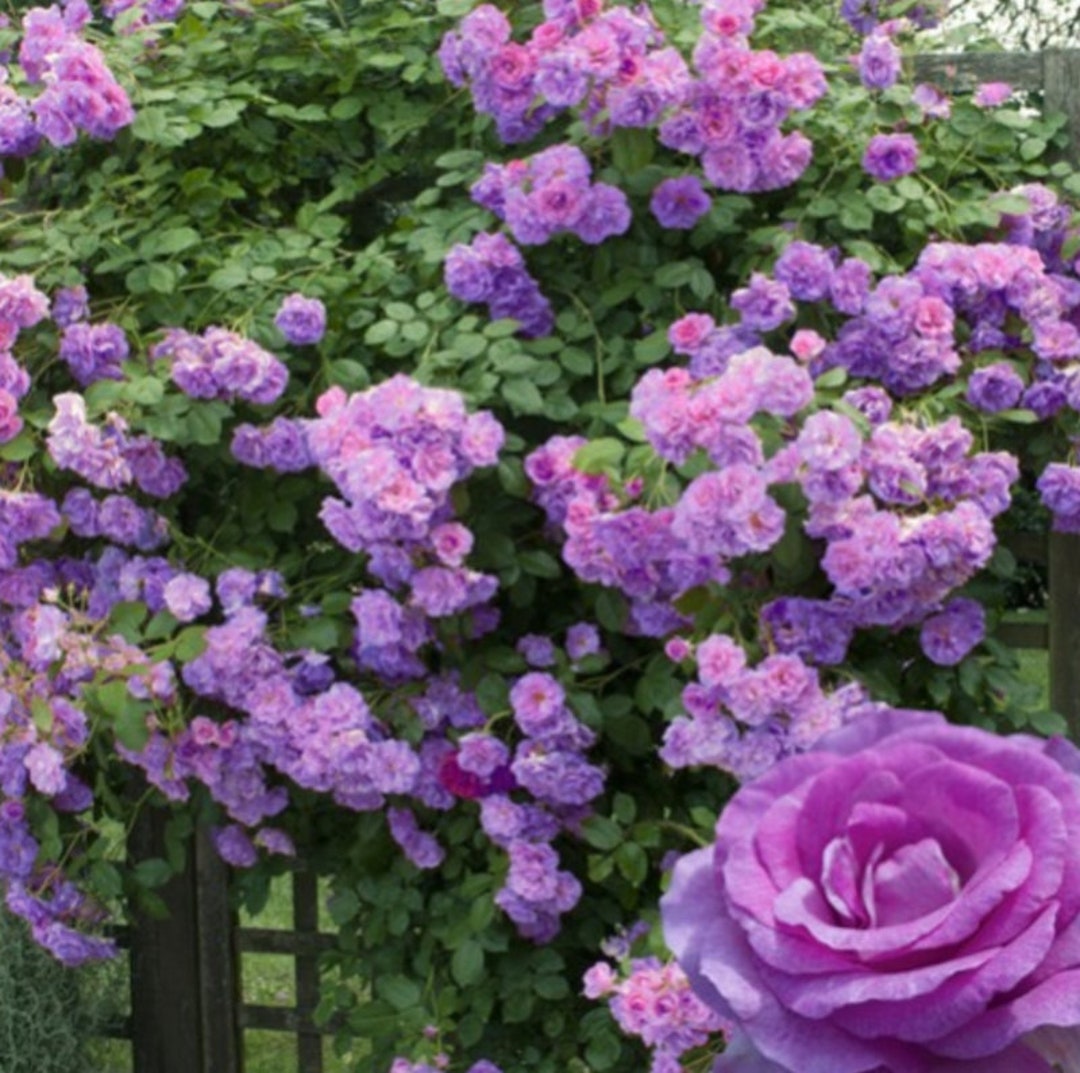 Purple Climbing Rose Bush Seeds 20 Seeds Etsy