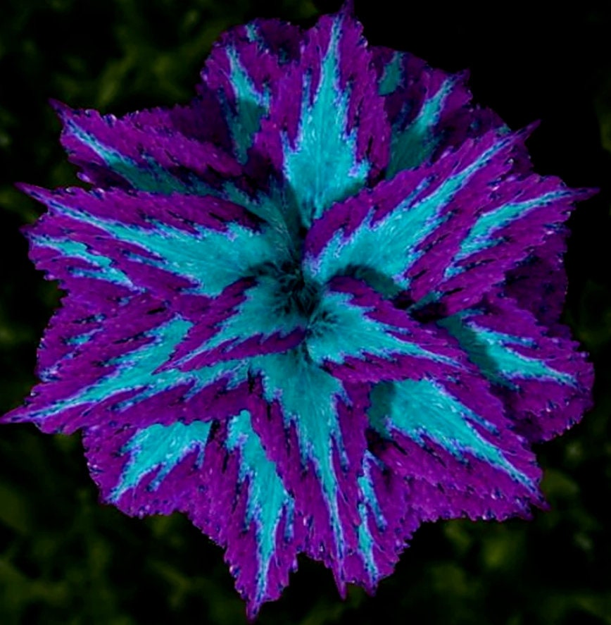 Колеус Синий Купить Семена