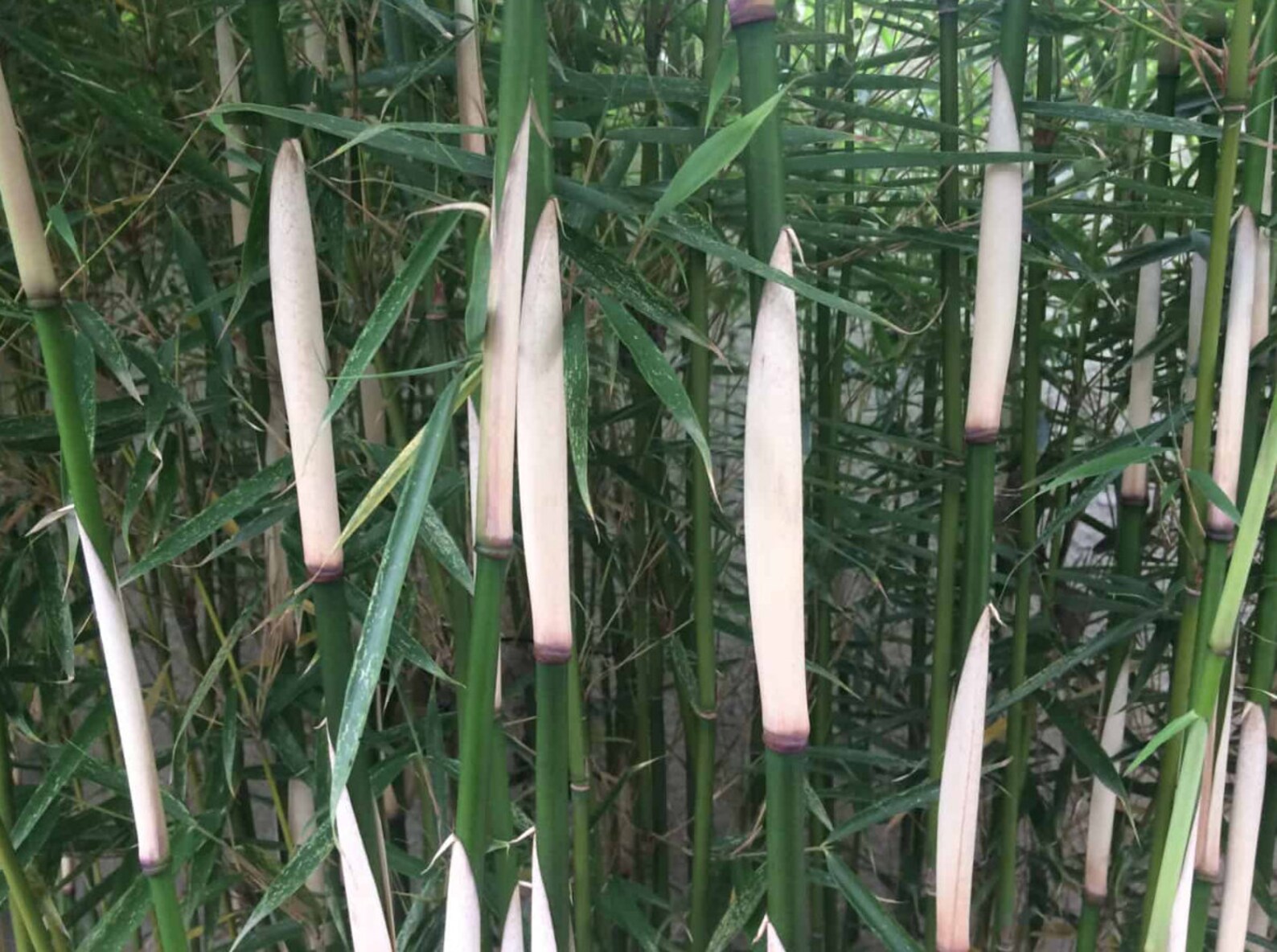 Giant Fargesia Bamboo 60 Seeds Etsy