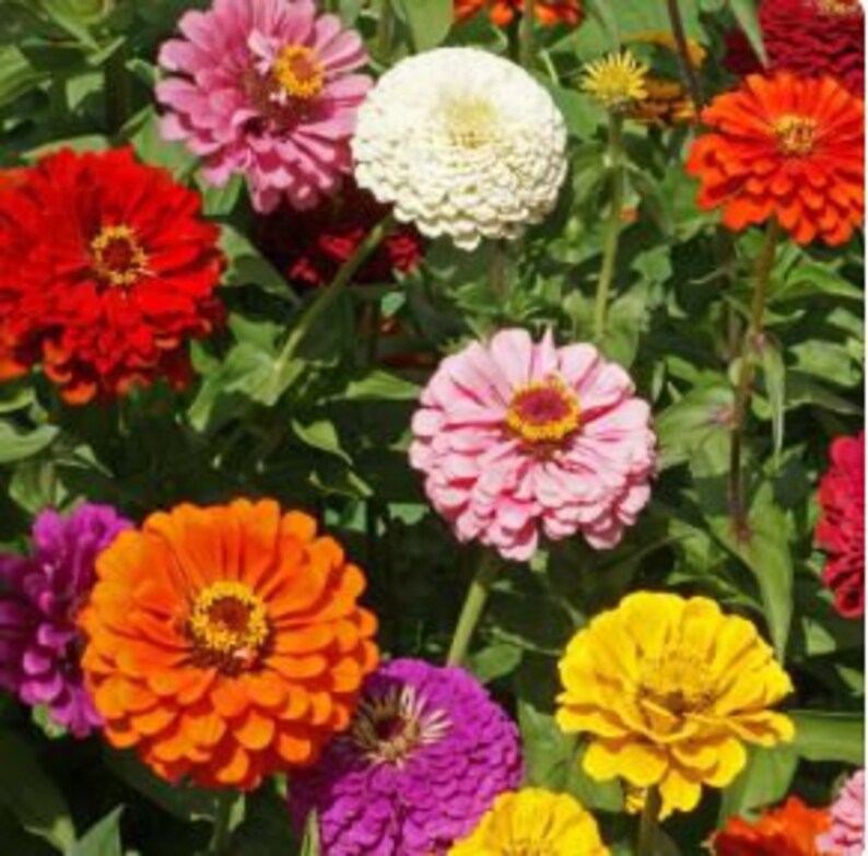 Zinnia State Fair Mix 100 Seeds Etsy