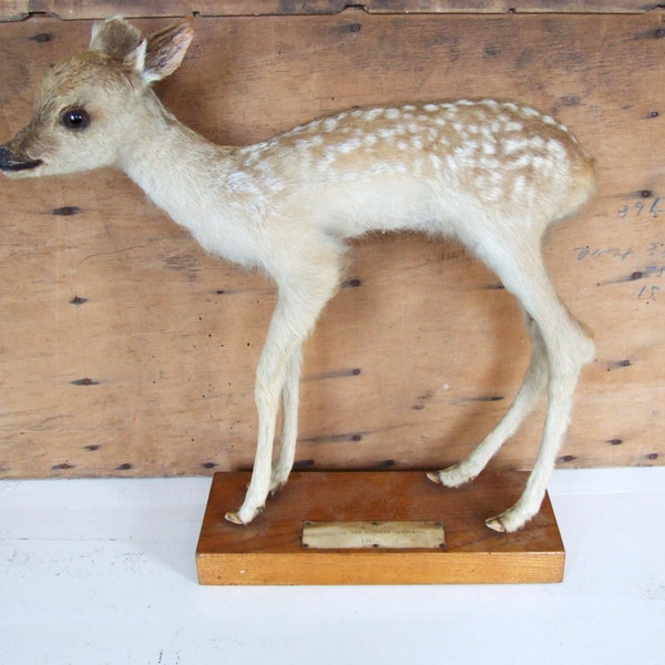 Vintage Taxidermy Bambi Deer Real Animal