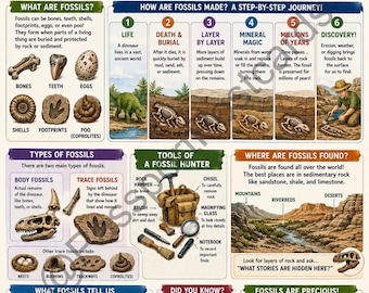 Dinosaur Fossils Explained Poster | Kids Educational Paleontology Chart (Digital Download)