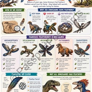 Peut inclure: Affiche éducative intitulée "Dinosaures à plumes" avec des illustrations de dinosaures, des schémas de la structure des plumes et des faits sur leur évolution. L'affiche comprend du texte et des images colorées.