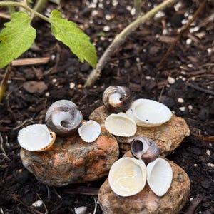 Puede incluir: Una colección de pequeñas conchas de caracol marrones en espiral y conchas bivalvas blancas lisas dispuestas sobre tres piedras marrones redondeadas y texturizadas. Las conchas están colocadas en grupos, mostrando sus formas naturales.