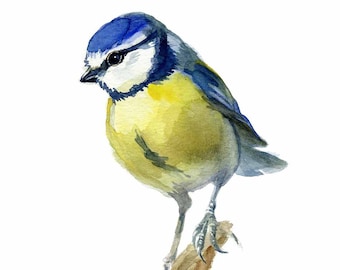 Blue Bird print, watercolor bird, Blue Tit Bird, Cyanistes caeruleus, Chickadee family