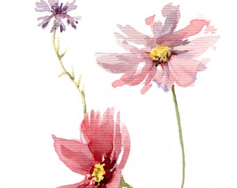 Cosmos flower Cornflower Giclee print WATERCOLOR botanic painting