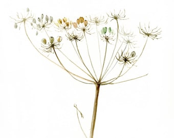 Queen Anne's Lace watercolor Giclee Print, Modern Botanical print, Beautiful home decor