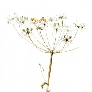 Queen Anne's Lace watercolor Giclee Print, Modern Botanical print, Beautiful home decor