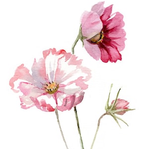 Peinture botanique aquarelle fleur de cosmos Impression giclée