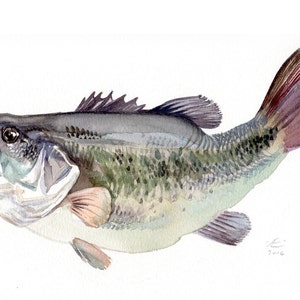 Bass, fish painting, Giclee print of original watercolor