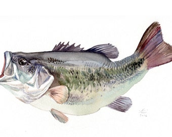 Bass, fish painting, Giclee print of original watercolor