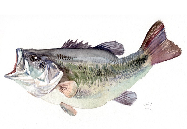 Bass, fish painting, Giclee print of original watercolor image 1