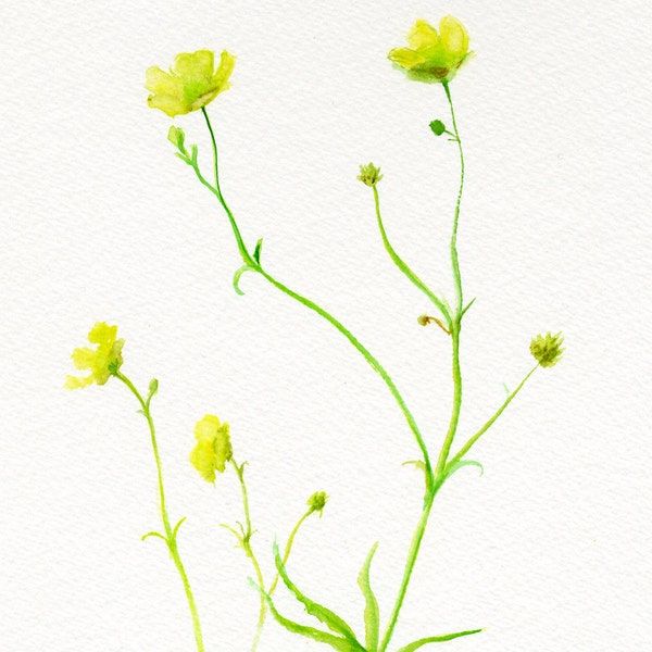 Meadow Buttercup, field flower painting, original watercolor, yellow, green, botanical drawing, floral painting