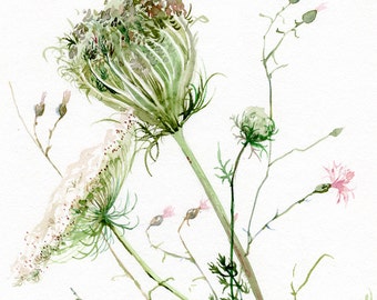 Queen Anne's Lace GICLEE print of original watercolor painting by A. Verbrugge, wild flowers painting
