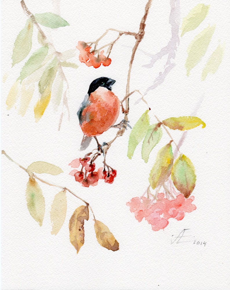 Bullfinch bird print, red bird on a branch with berries GICLEE PRINT of original watercolor image 1