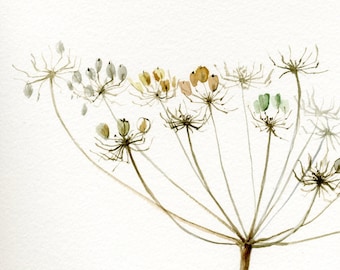 Queen Anne's Lace, Giant Hogweed Painting, Fine Art Print from original watercolor, fine delicate autumn flower painting, brown