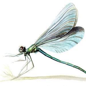 Dragonfly GICLEE PRINT watercolor illustration, insect light blue turquoise