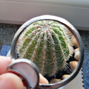 May include: A close-up view of a green cactus with sharp spines, viewed through a magnifying glass. The cactus is in a small, round, white pot, surrounded by small rocks. The magnifying glass has a silver frame and a white handle.