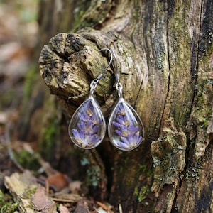 Pressed Lavender Flower Earrings: Glass Terrarium, Stainless Steel Hooks