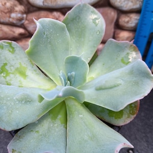 May include: A pale green succulent plant with wavy, fleshy leaves featuring subtle pink edges and small water droplets on the surface. A blue ruler is visible on the right side, showing measurements in inches for scale and size reference.