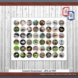 Puede incluir: Una impresión blanca que presenta una colección de imágenes de reptiles y anfibios en marcos circulares. La impresión incluye varias especies de lagartos, serpientes, ranas y tortugas. El texto en la parte inferior dice "Instant Download - JPG & PDF".