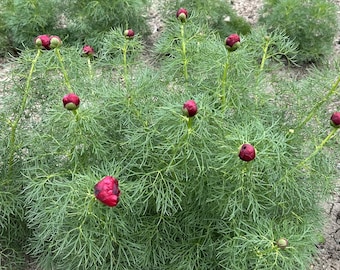 Double Fern Leaf Peonies | Paeonia Tenuifolia Rubra Flora Plena