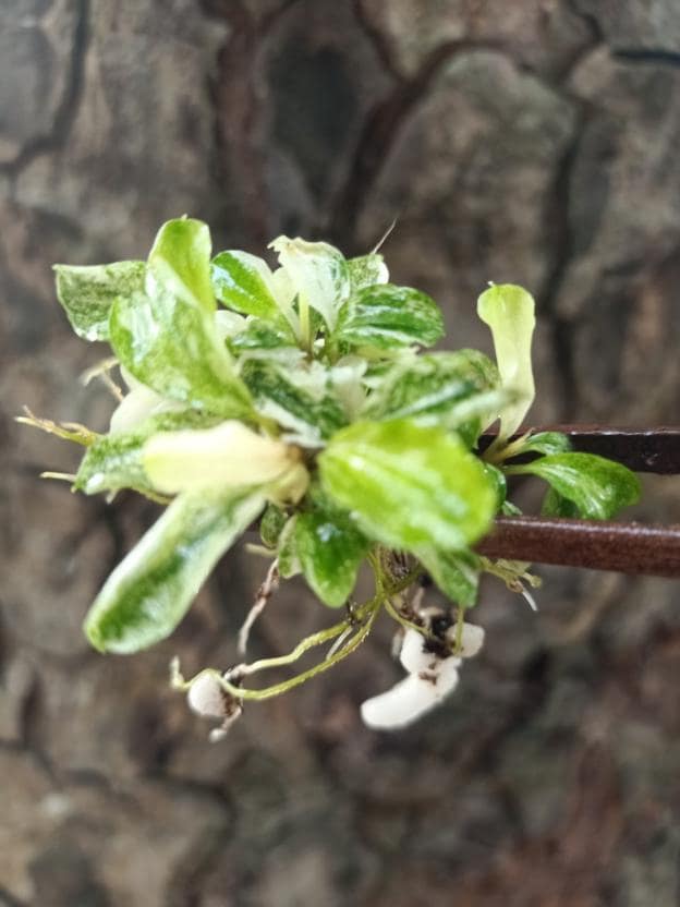 Rare Bucephalandra - Etsy