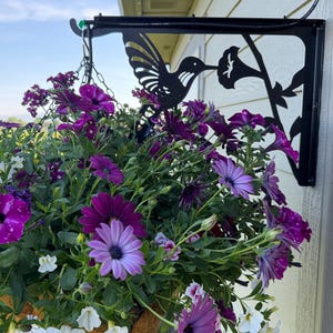 May include: A hanging basket overflowing with vibrant purple flowers, including petunias and daisies. The basket is suspended from a black metal bracket with a hummingbird and flower design. The background shows a blue sky.